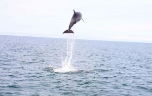 Incredible pictures show dolphin leaping 15 feet out of sea - a real jumper in Cardigan Bay