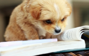 Animals that Love School