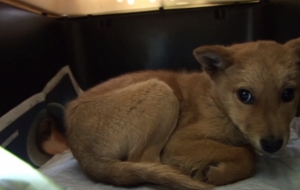 This Puppy's Life Was Only Saved Because The Gas Chamber Was Full. These People See Him 6 Years Later And Can't Look Him In The Eyes.