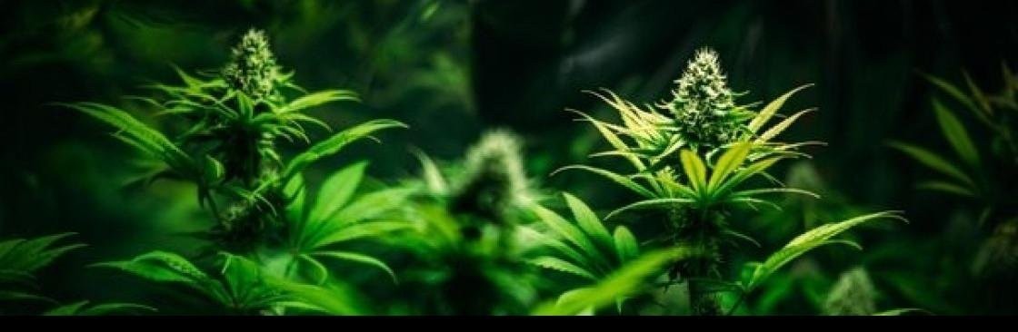 Your Guide To Buying Delta 9 Gummies Online Safely And Legally