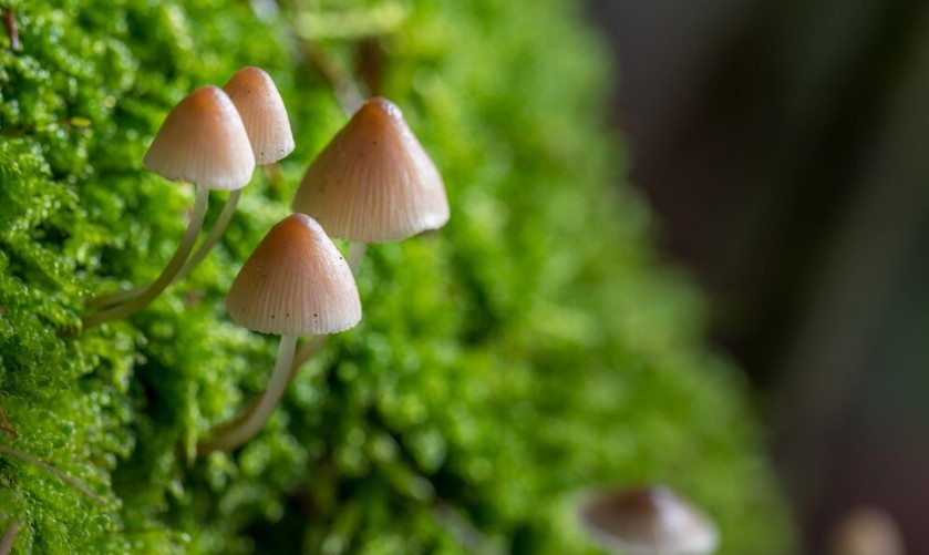 Tips for Choosing the Best Magic Mushrooms Online