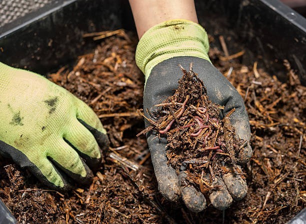 How to Order Worms for Your Home Worm Farm