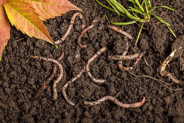 Subpod Compost: A Simple Way to Turn Food Scraps Into Healthy Soil